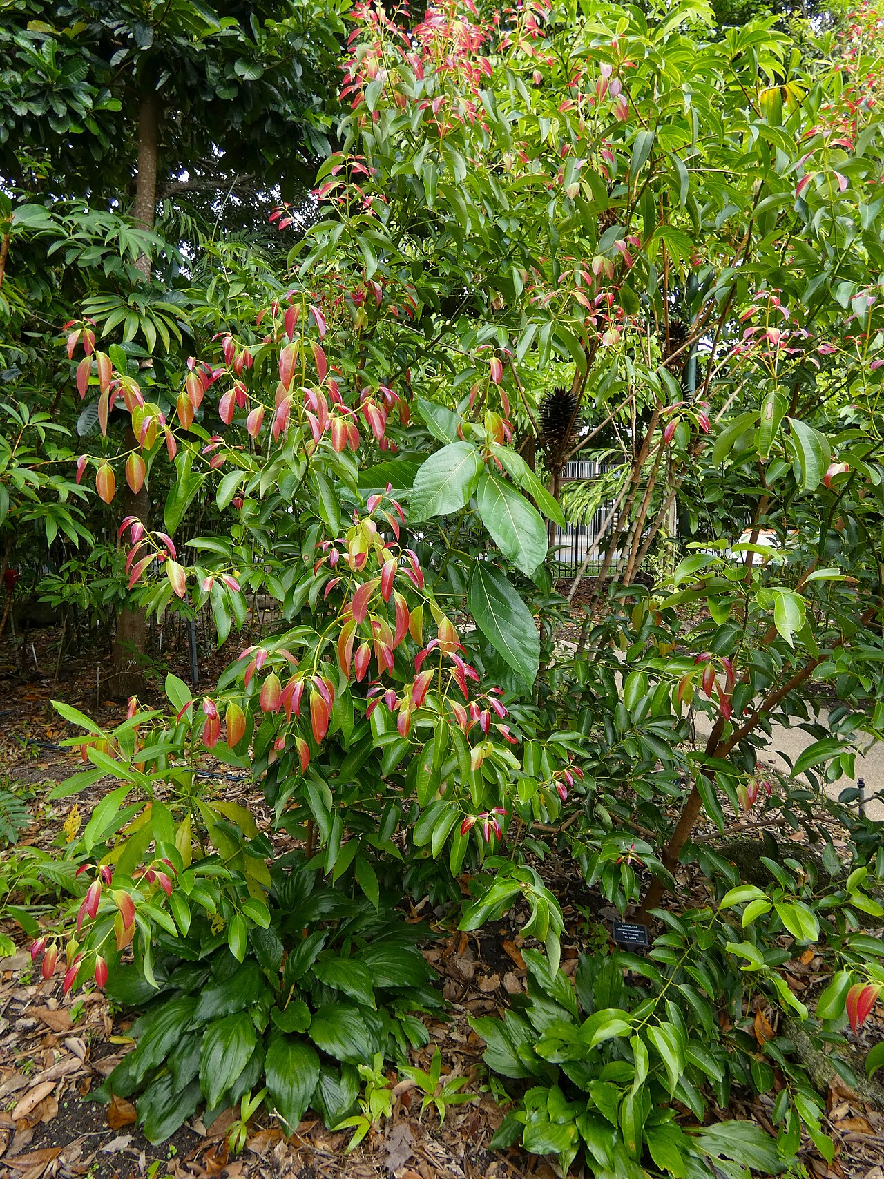 True cinnamon or Ceylon cinnamon is a sm
