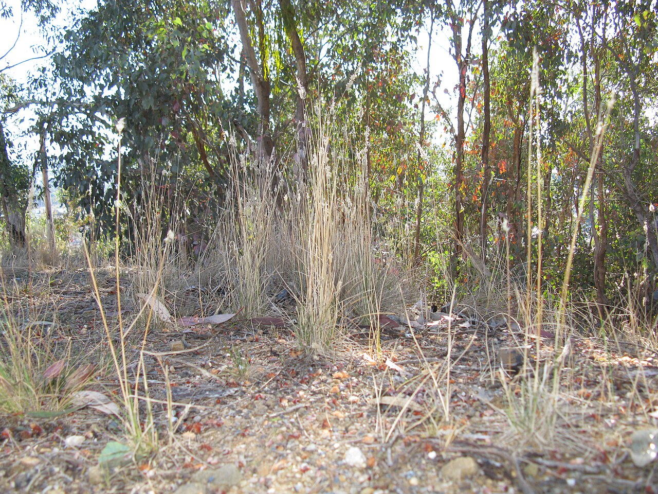 Enneapogon nigricans