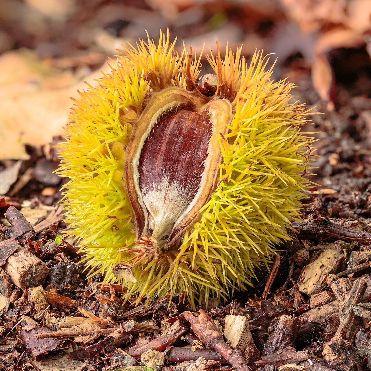 Castanea sativa