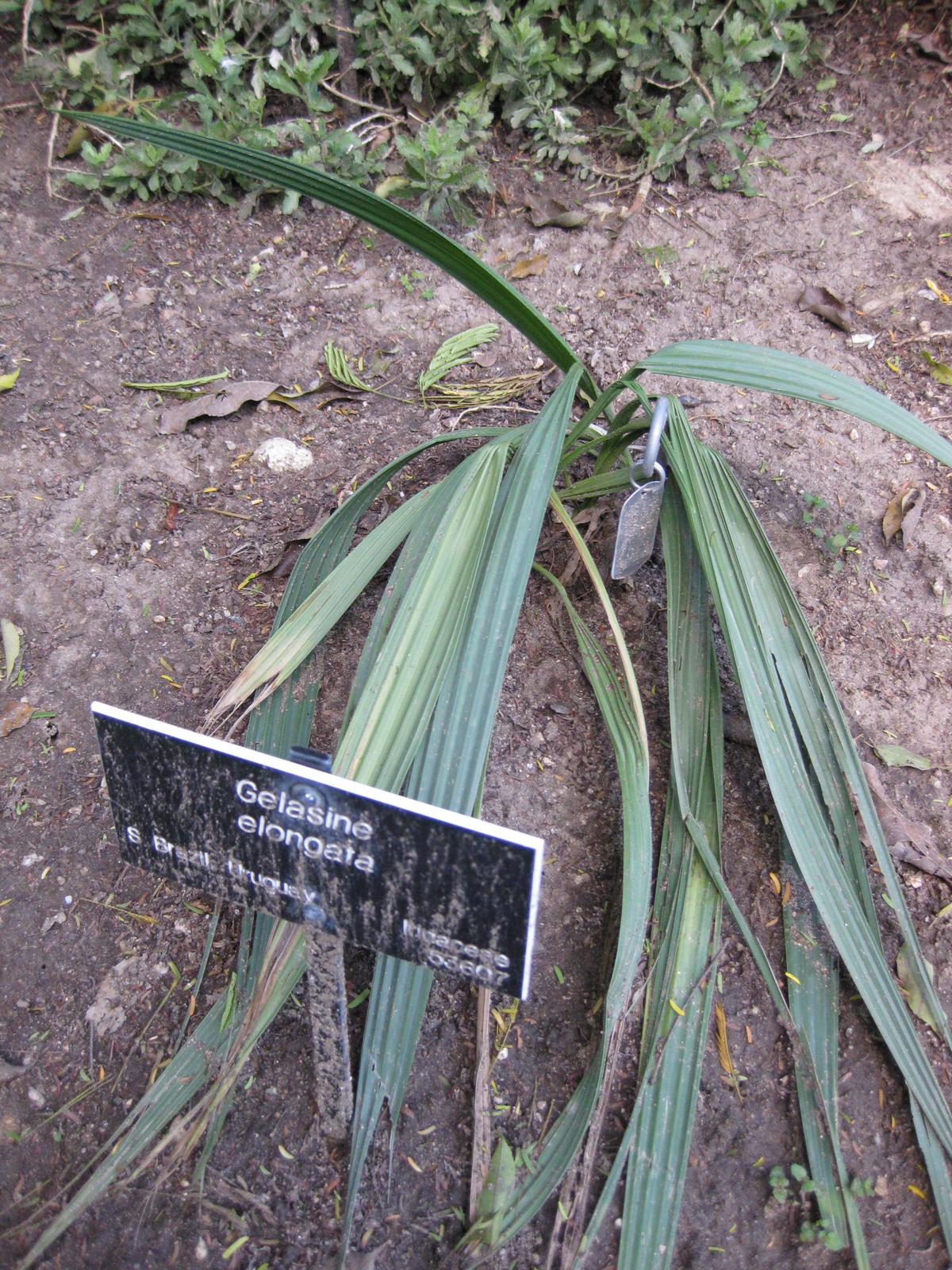 Gelasine elongata