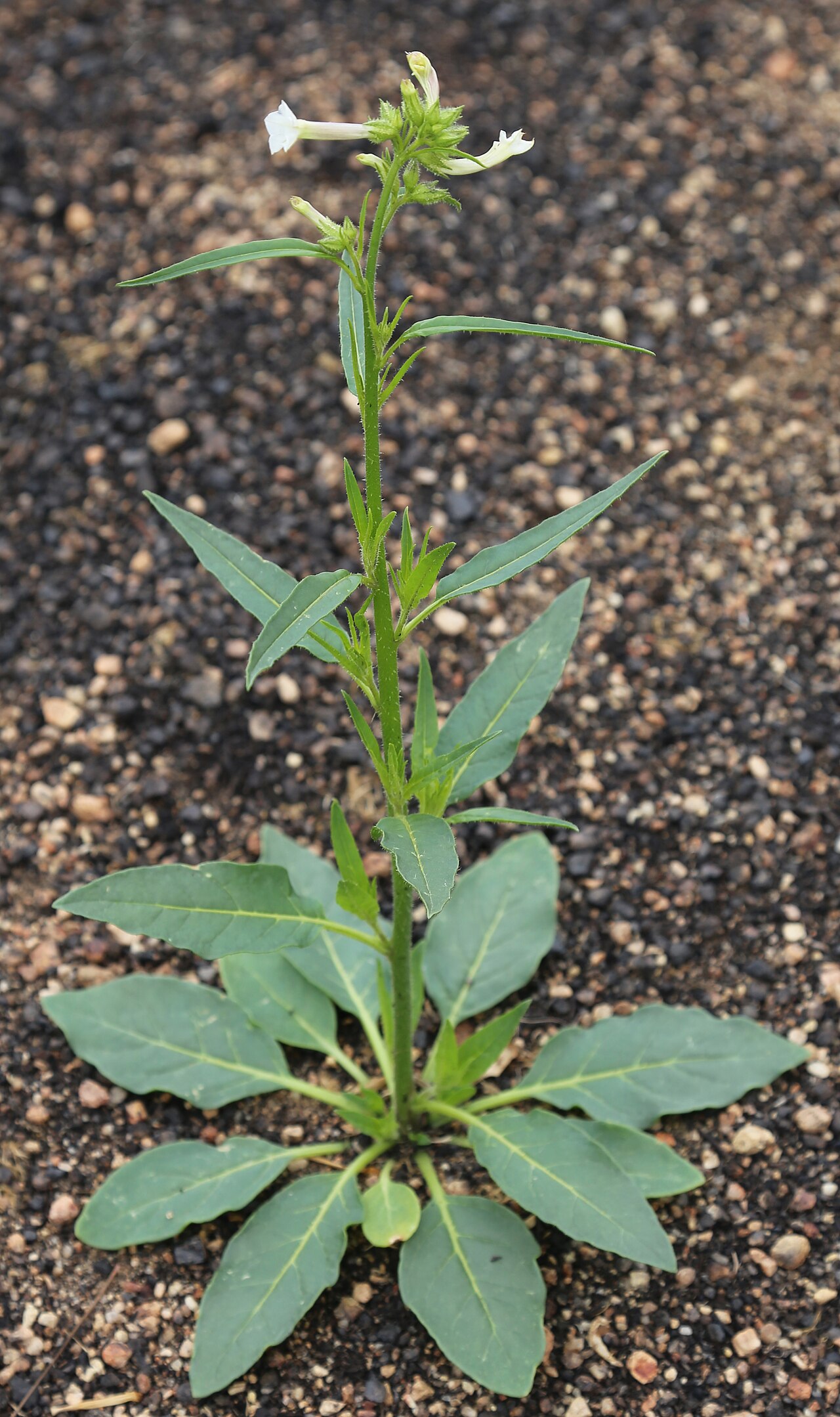 Nicotiana attenuata