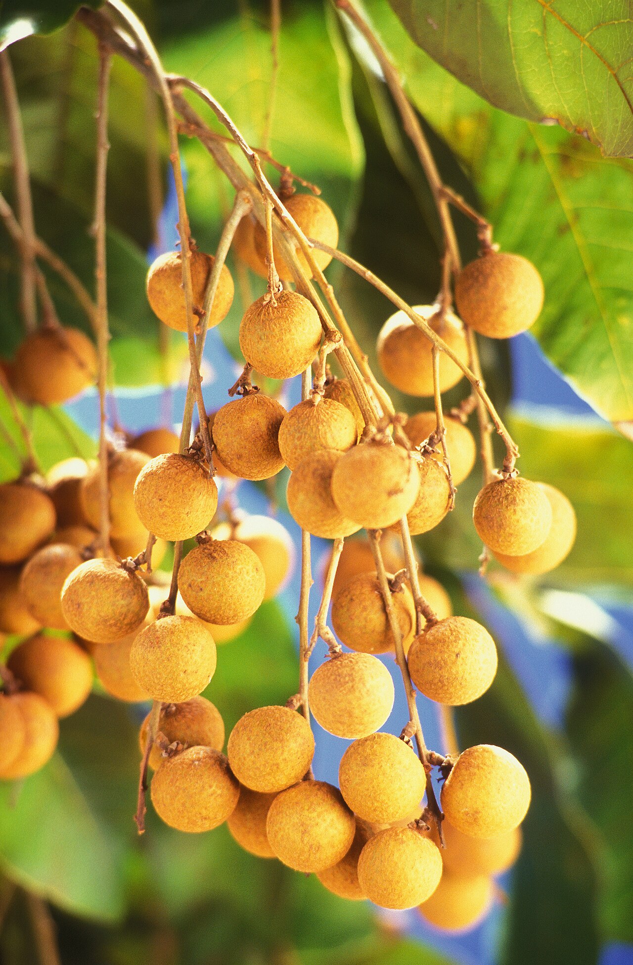 Dimocarpus longan