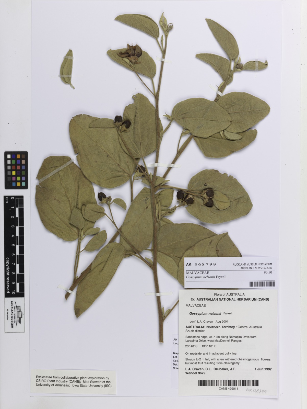 Gossypium nelsonii