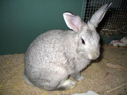 Chinchilla rabbit