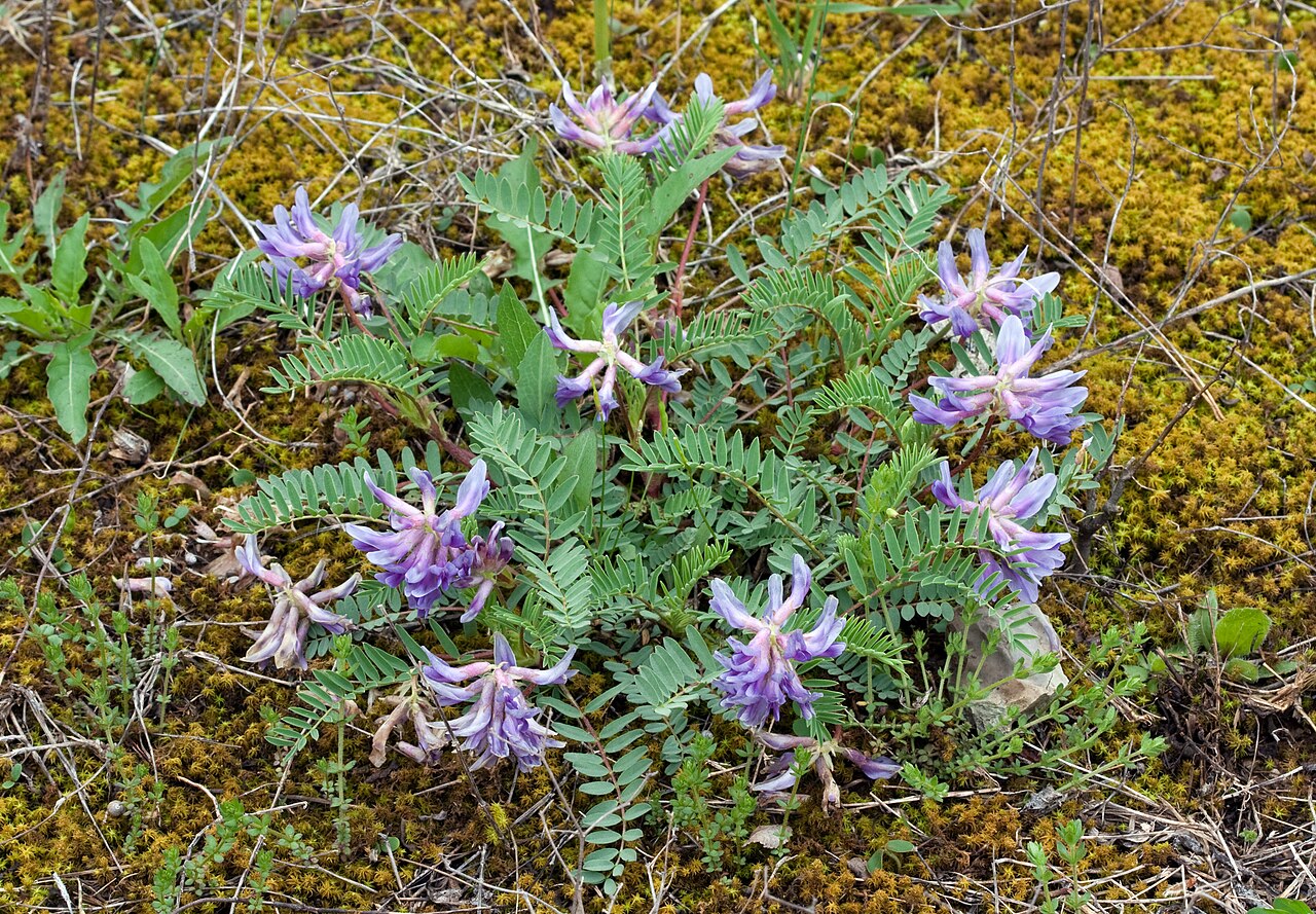Astragalus bibullatus