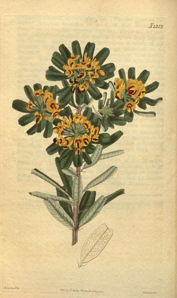 Heart-leaved poison