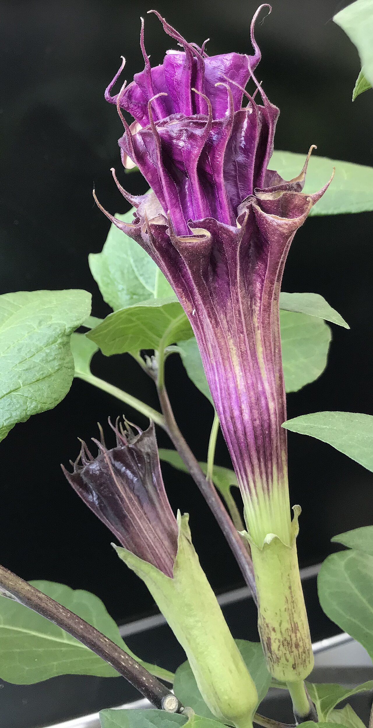 Datura metel