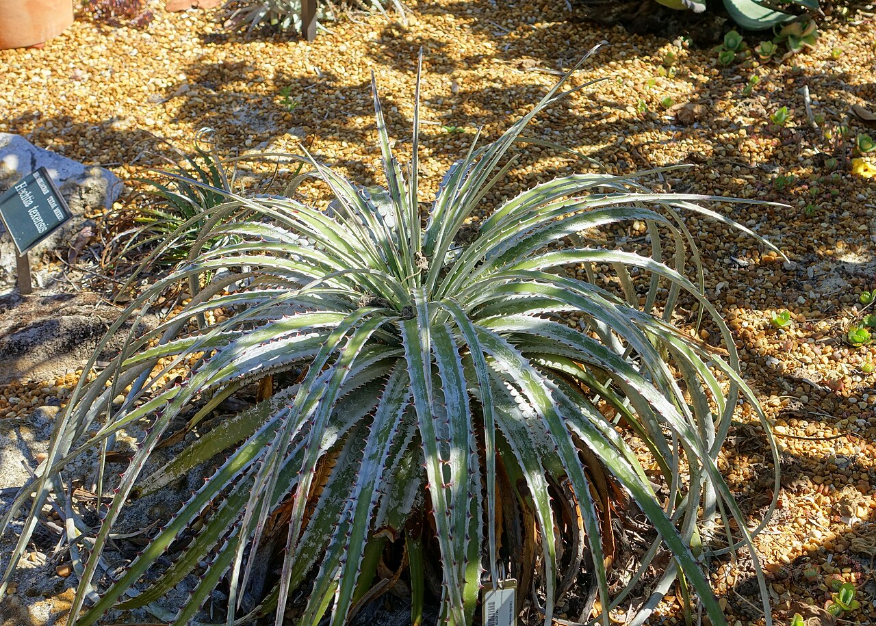 Hechtia mooreana