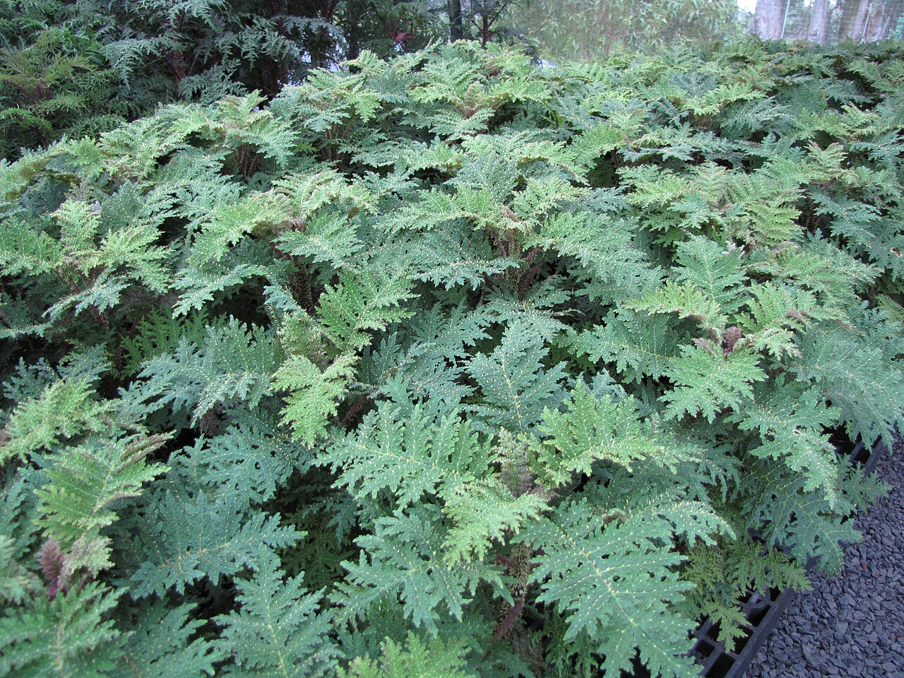 Cyanea horrida