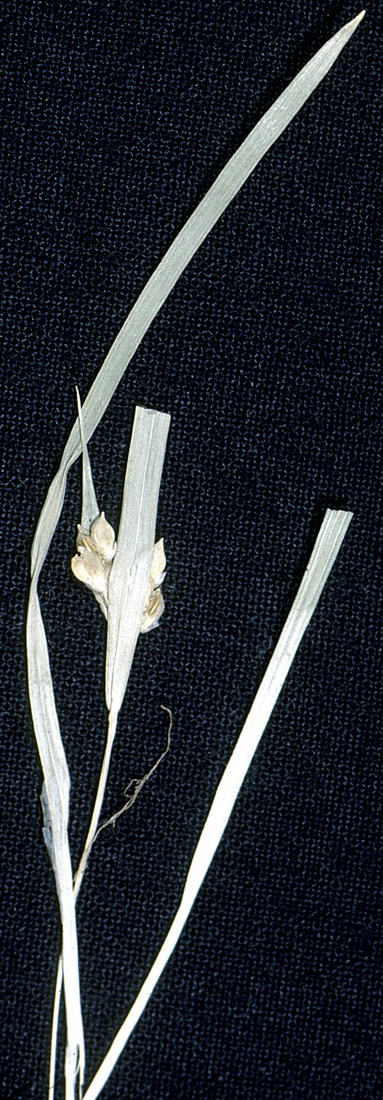 Carex abscondita