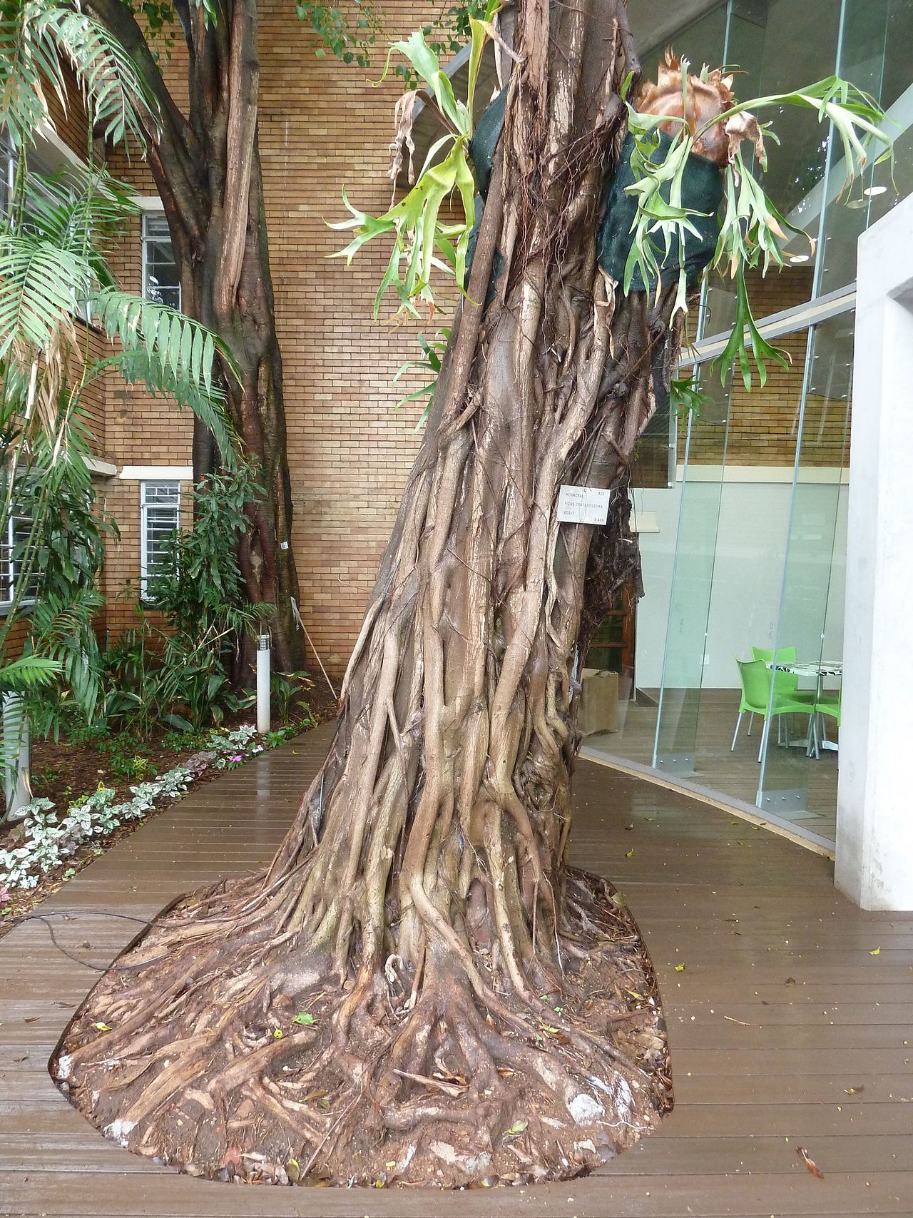Ficus craterostoma