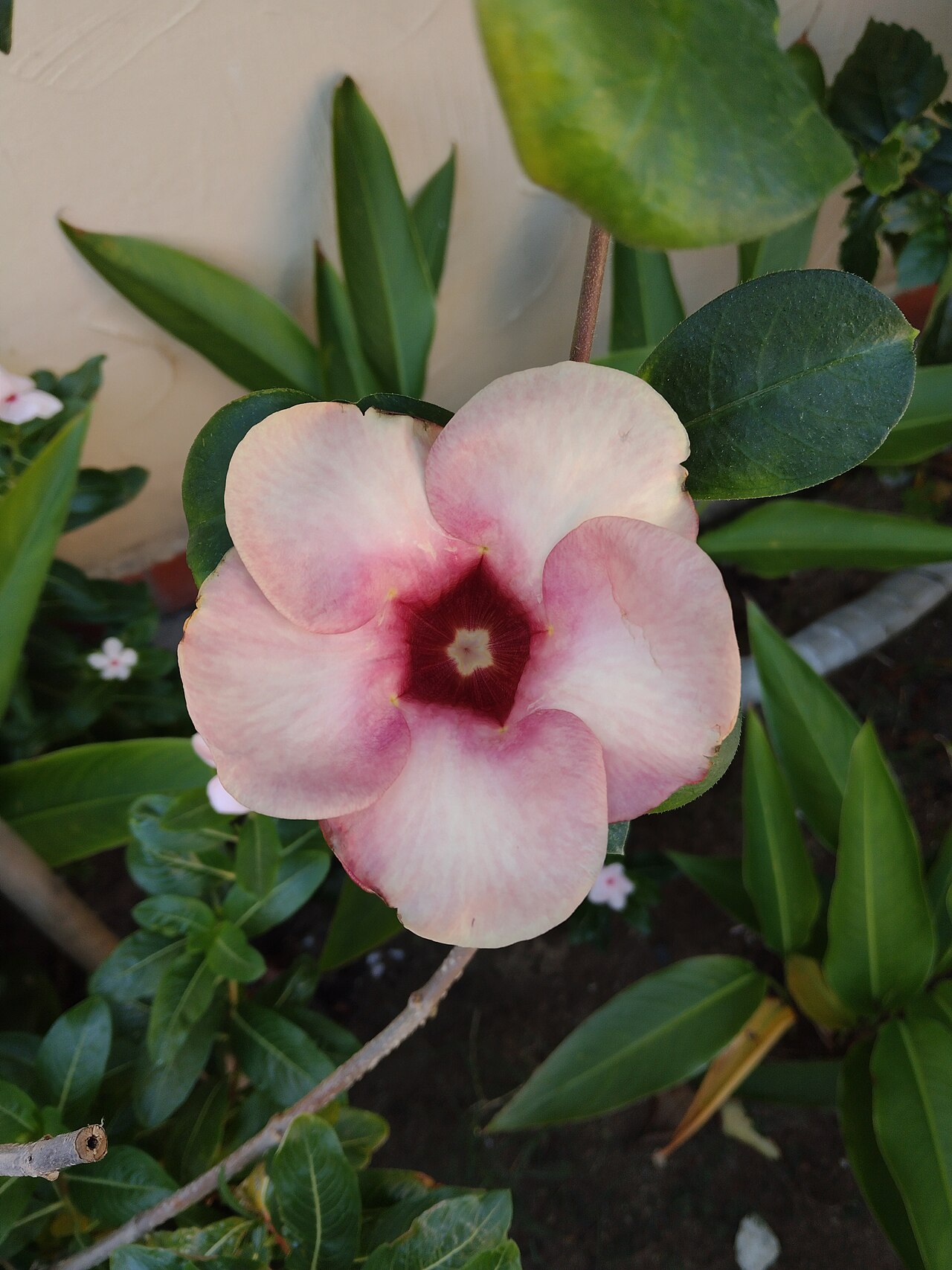 Allamanda blanchetii