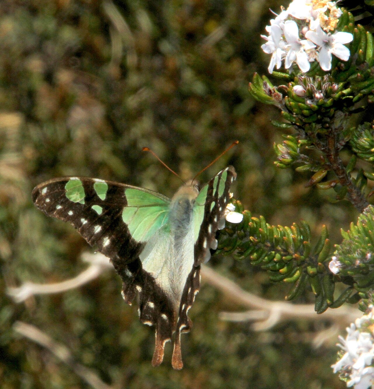 Westringia senifolia