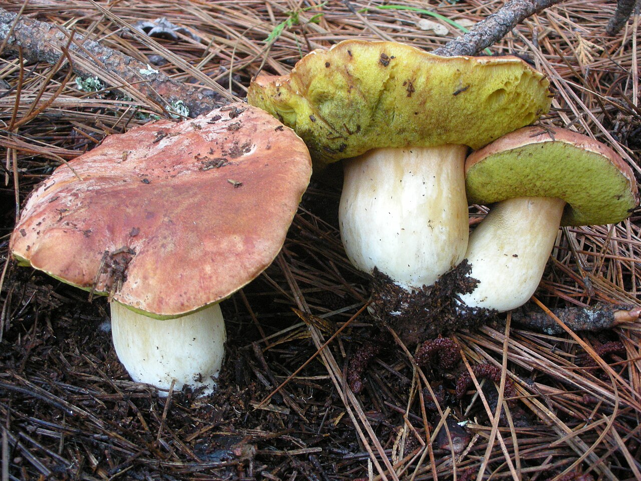 Spring king bolete