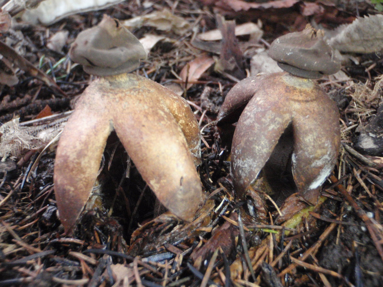 Acrobatic earthstar or the arched earths