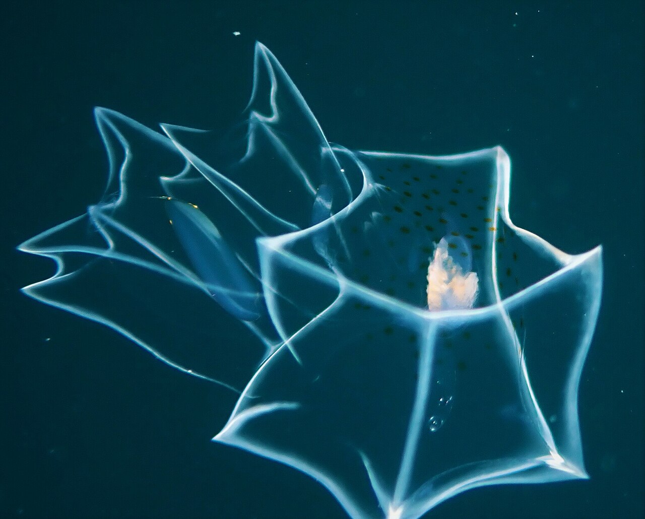 Bassia bassensis