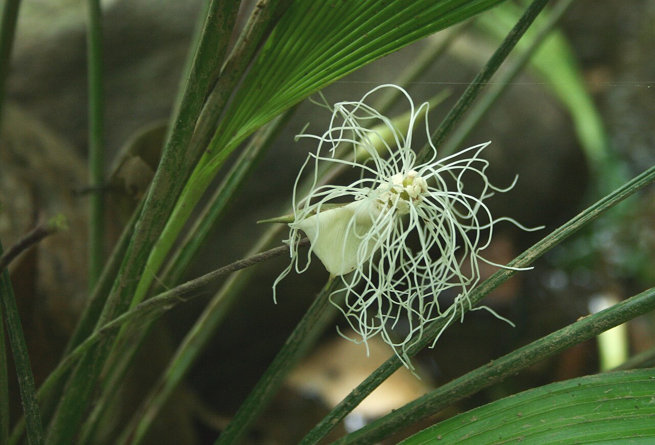 Dicranopygium yacu-sisa