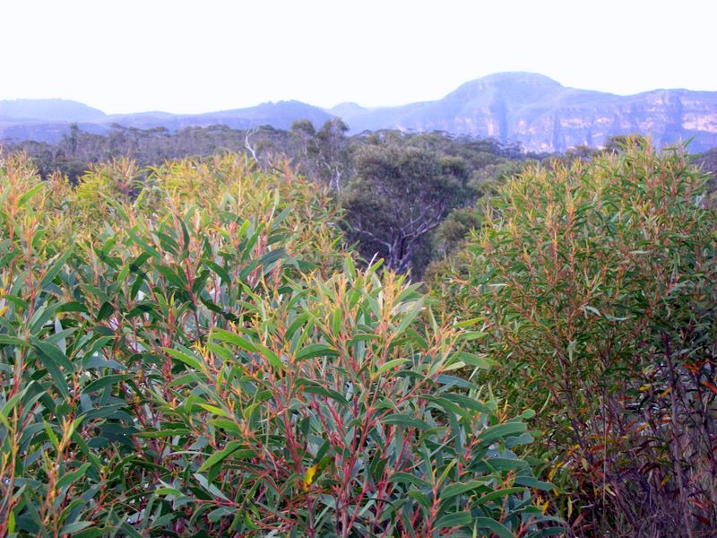 Blue Mountains mallee ash
