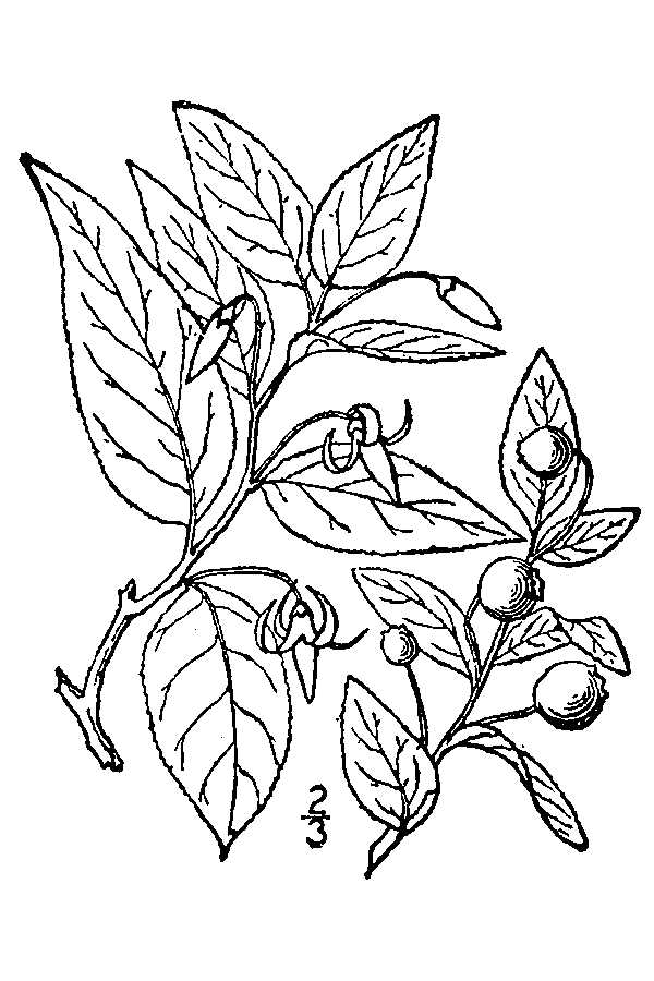 Southern mountain cranberry or bearberry