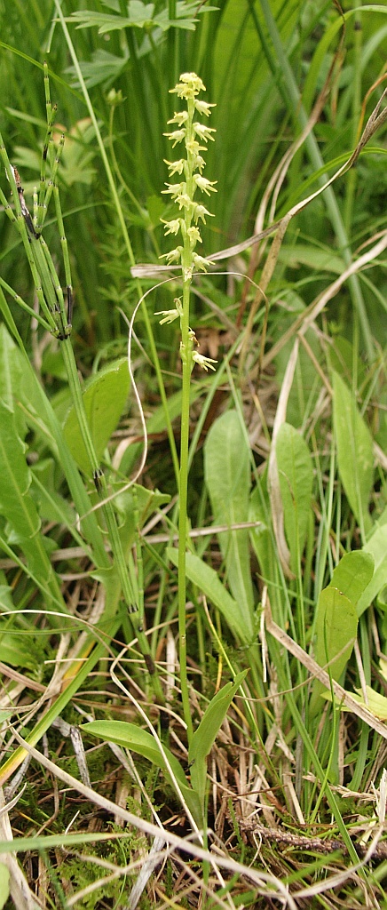 Herminium monorchis