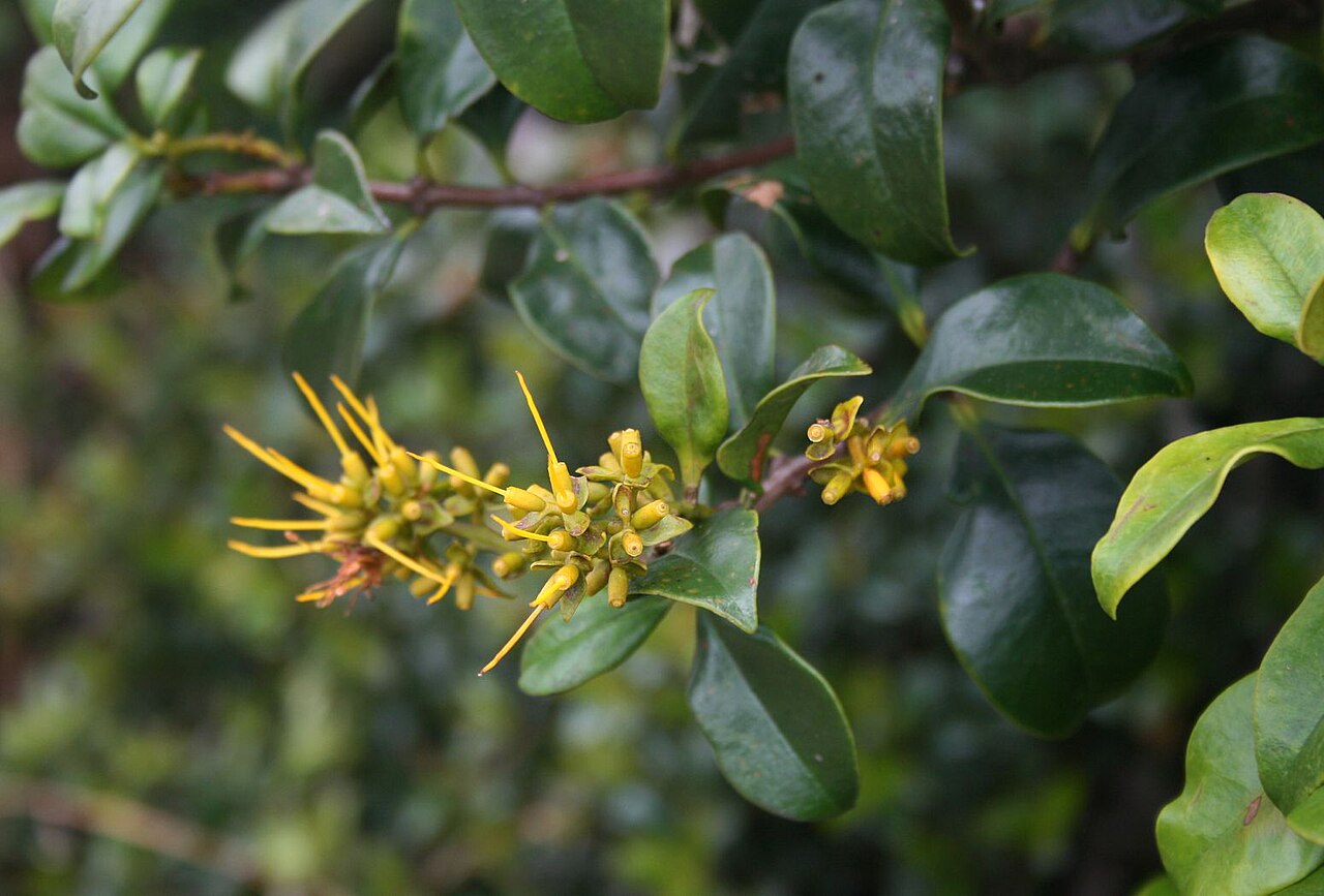 Gaiadendron punctatum