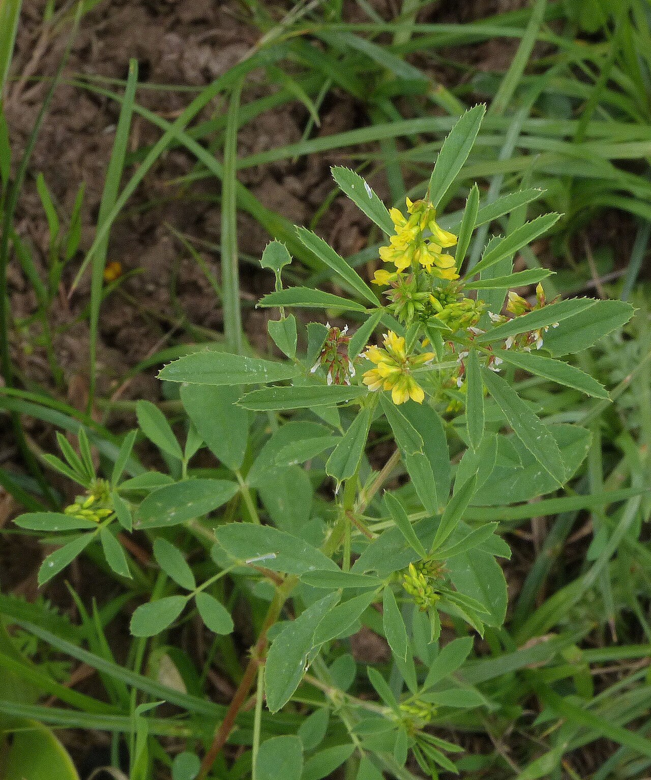 Melilotus siculus