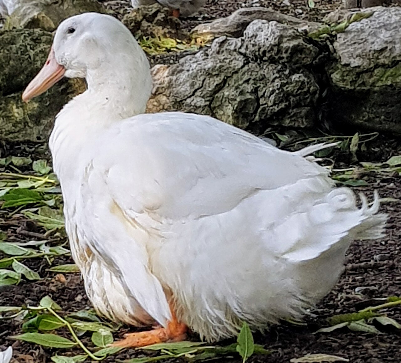 Aylesbury duck