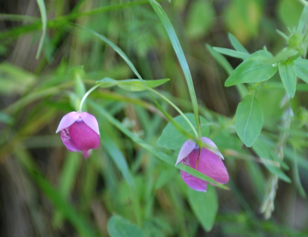 Calochortus amoenus