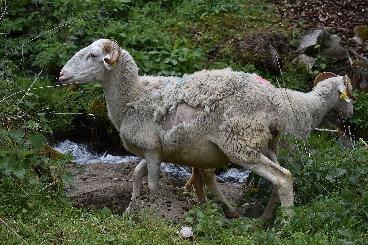 Tarasconnaise