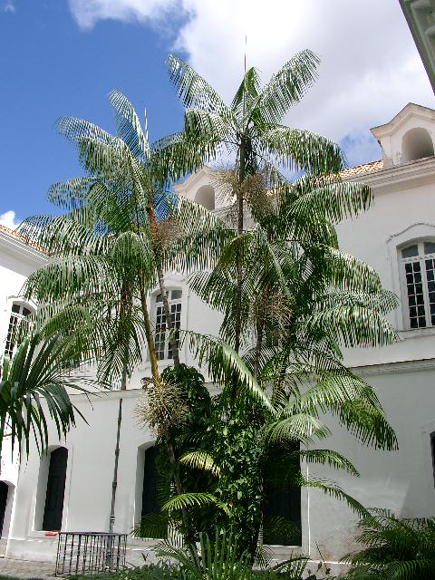 Euterpe oleracea