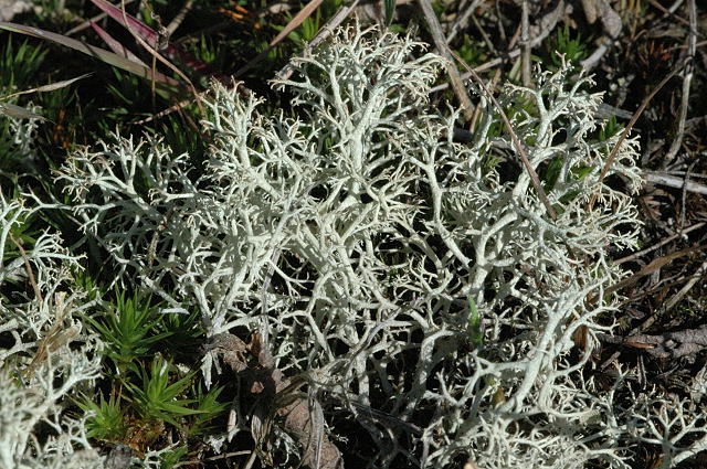 Cladonia ciliata
