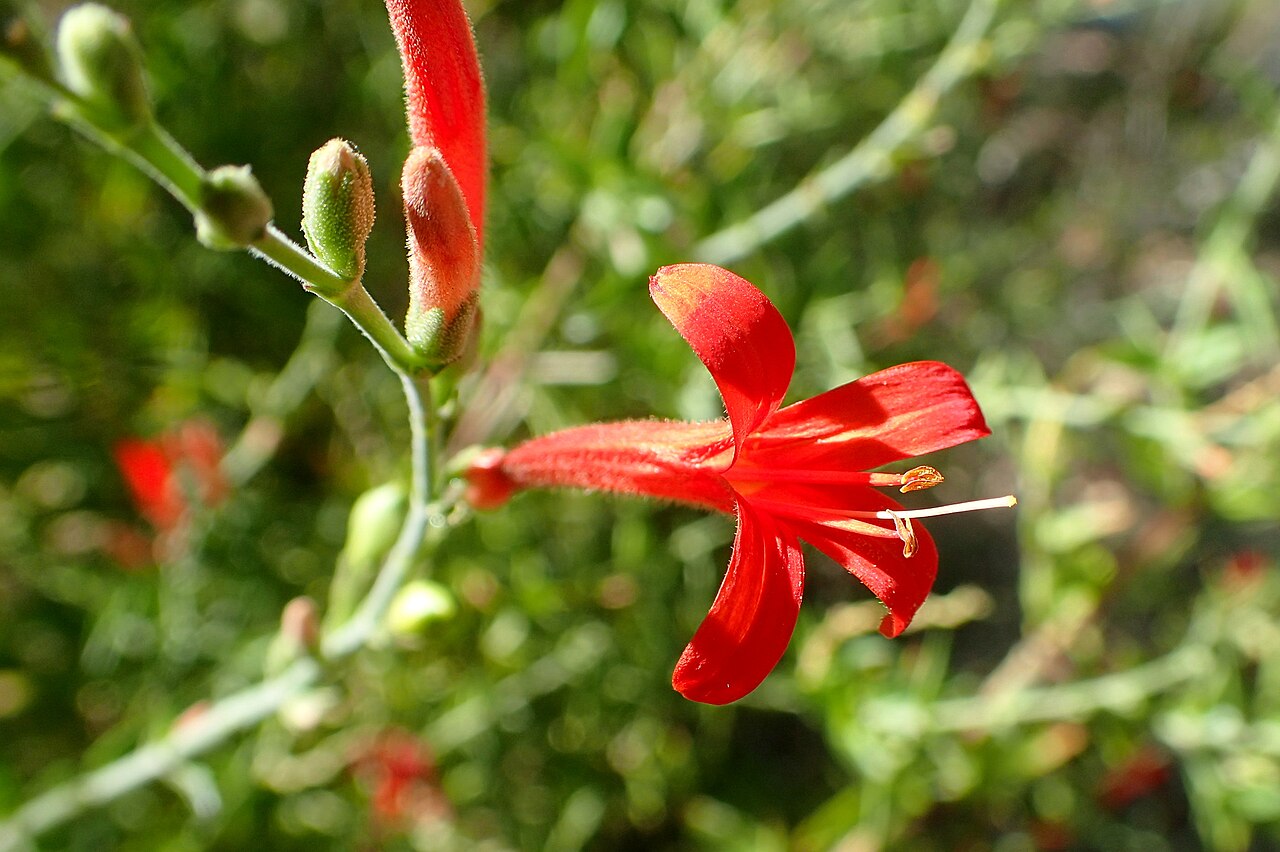 Anisacanthus quadrifidus