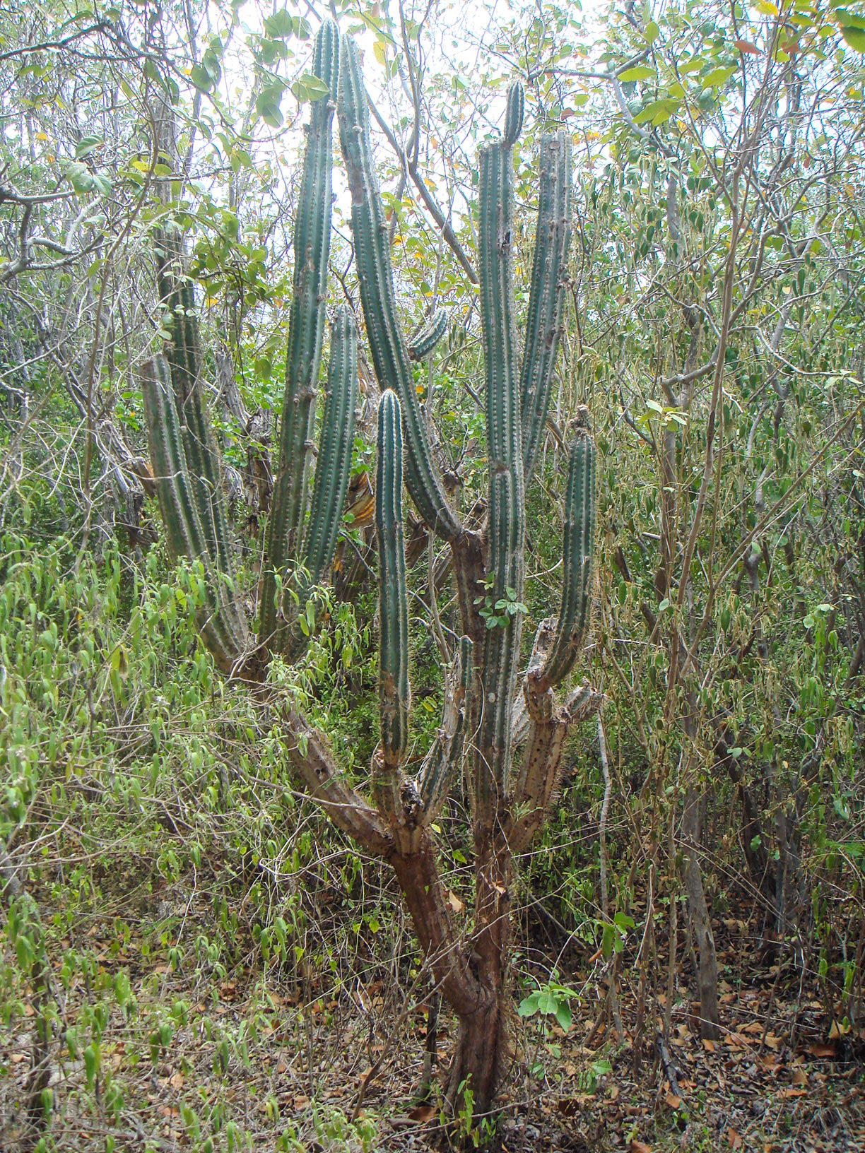 Exostema
