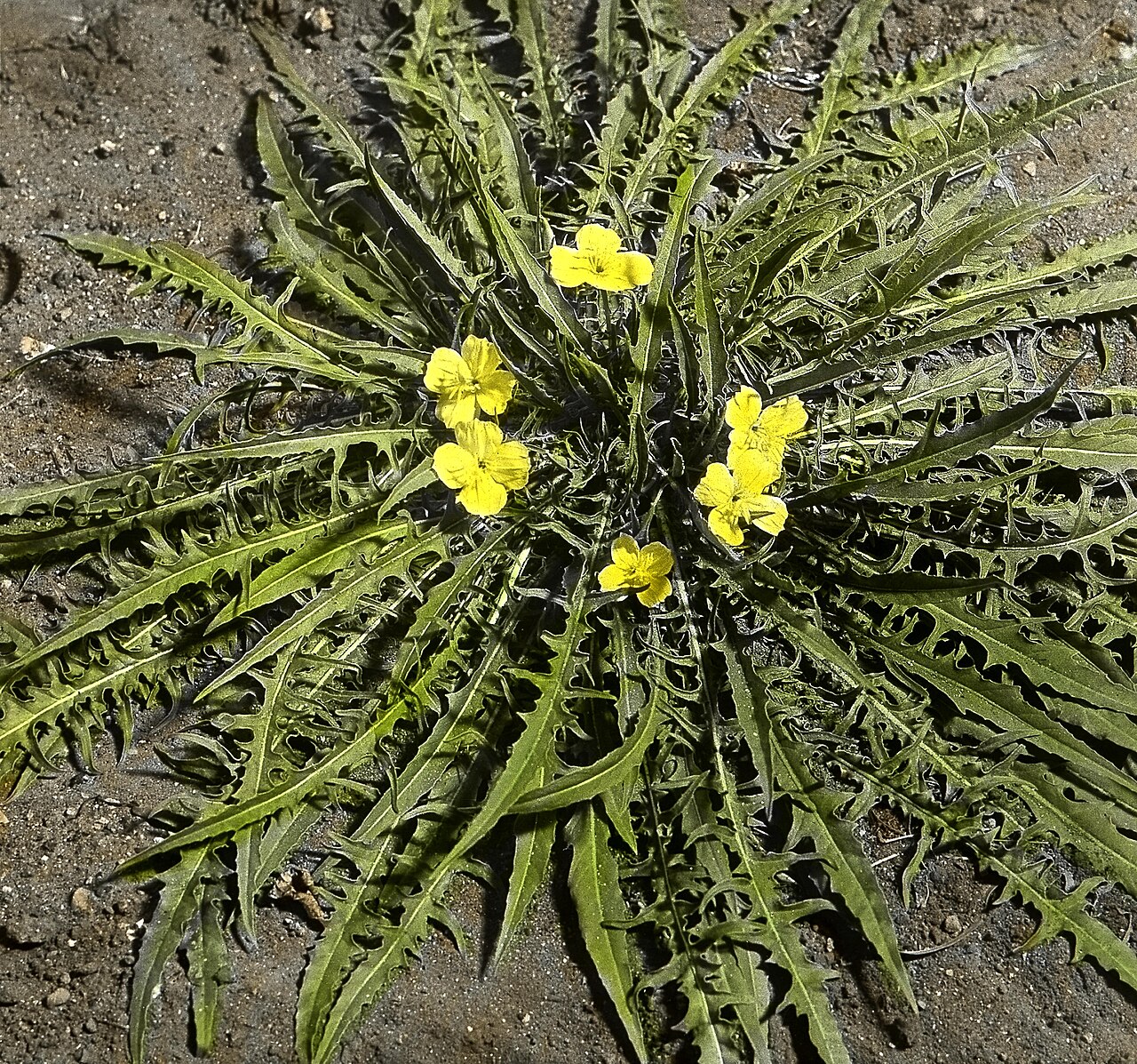 Oenothera flava