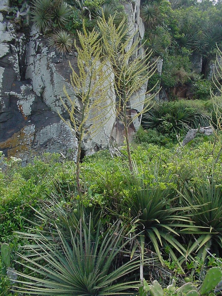 Dyckia maritima