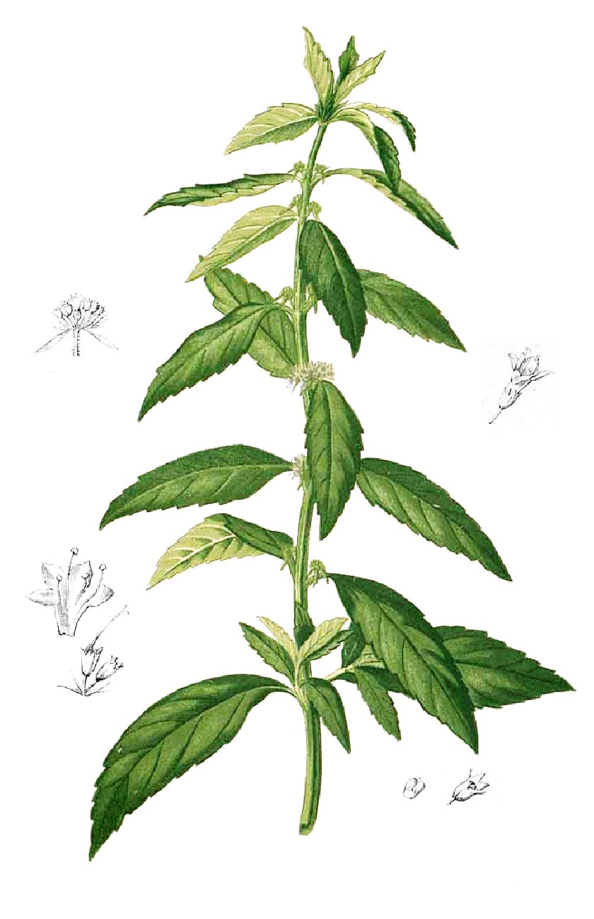 Hyptis brevipes