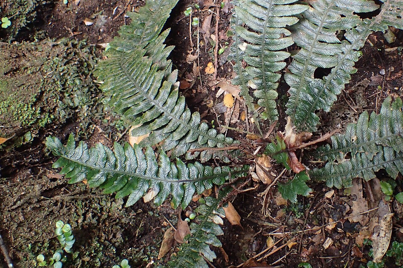 Blechnum chambersii