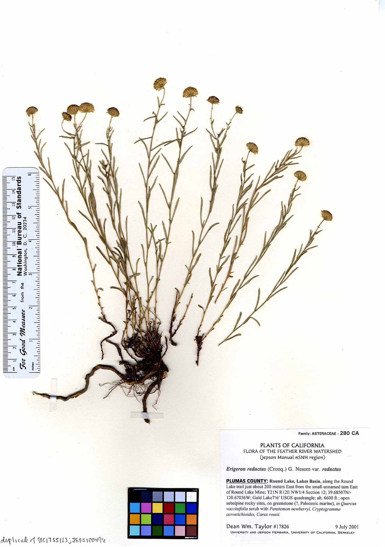 Erigeron reductus