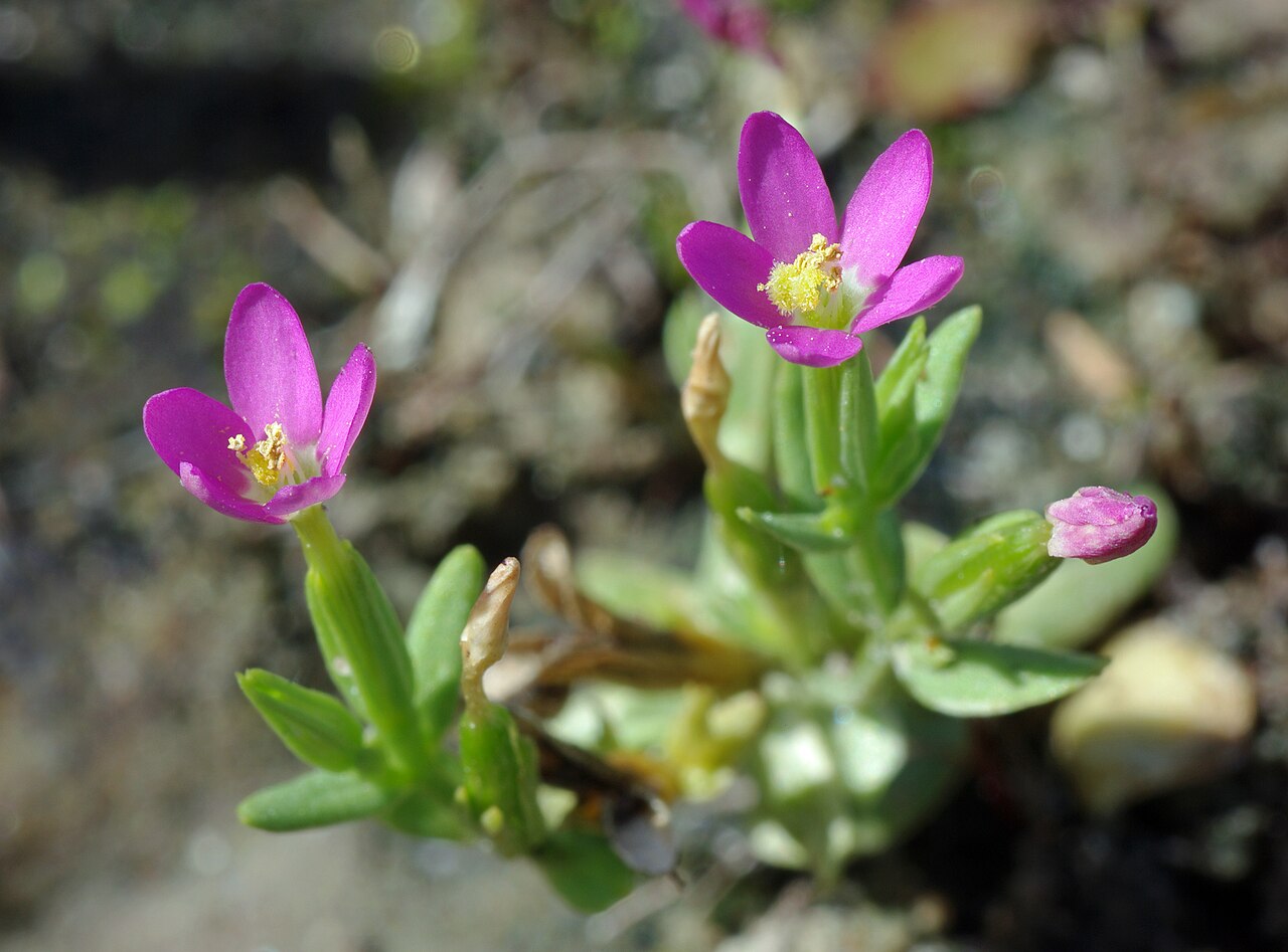 Centaurium pulchellum