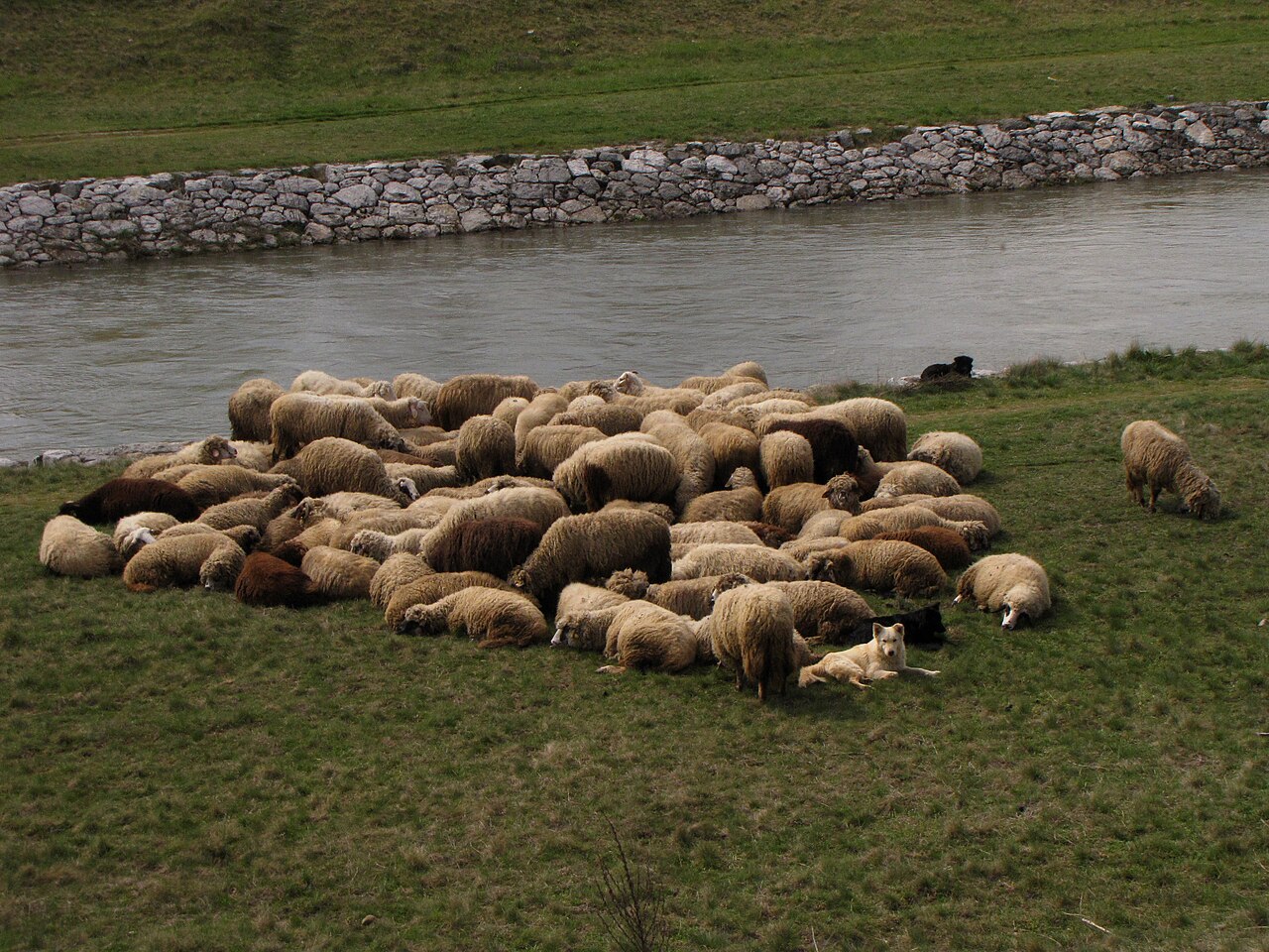 Pirot sheep