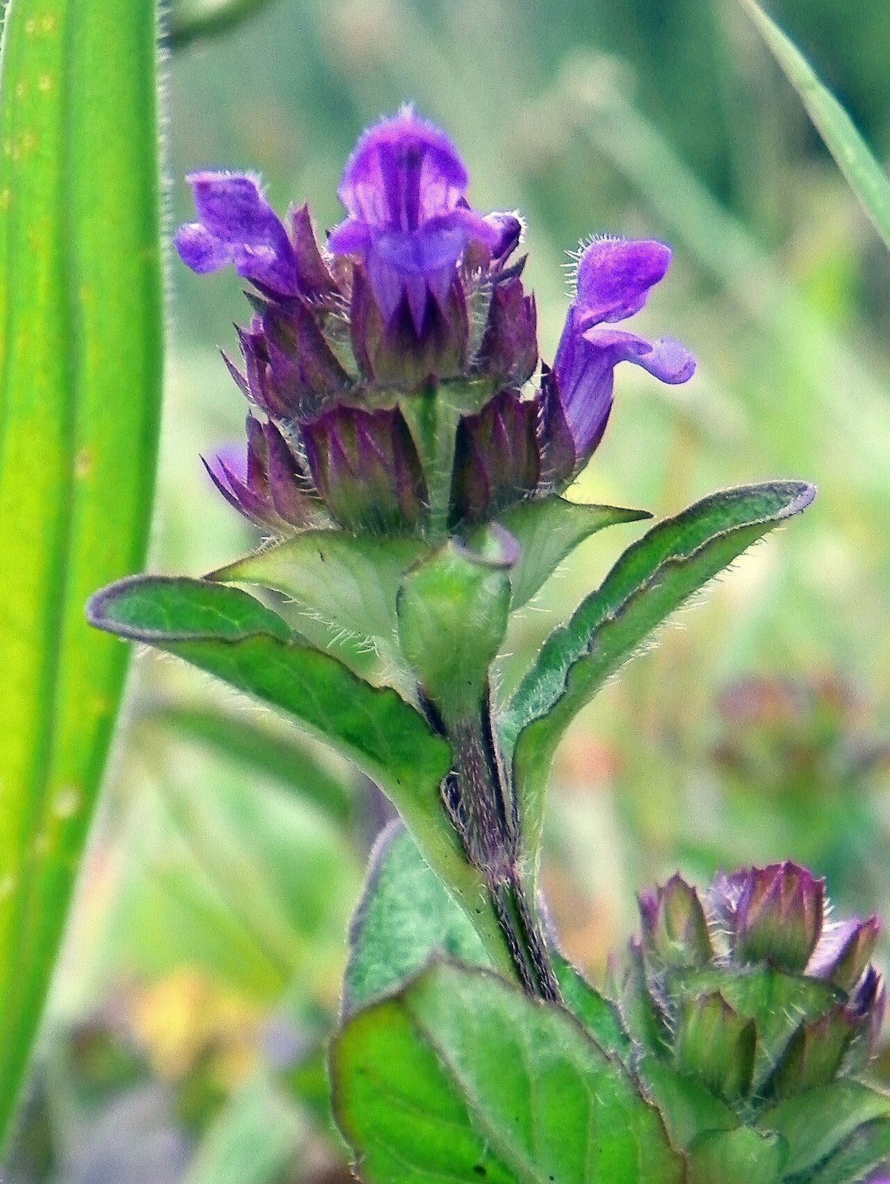 Prunella vulgaris