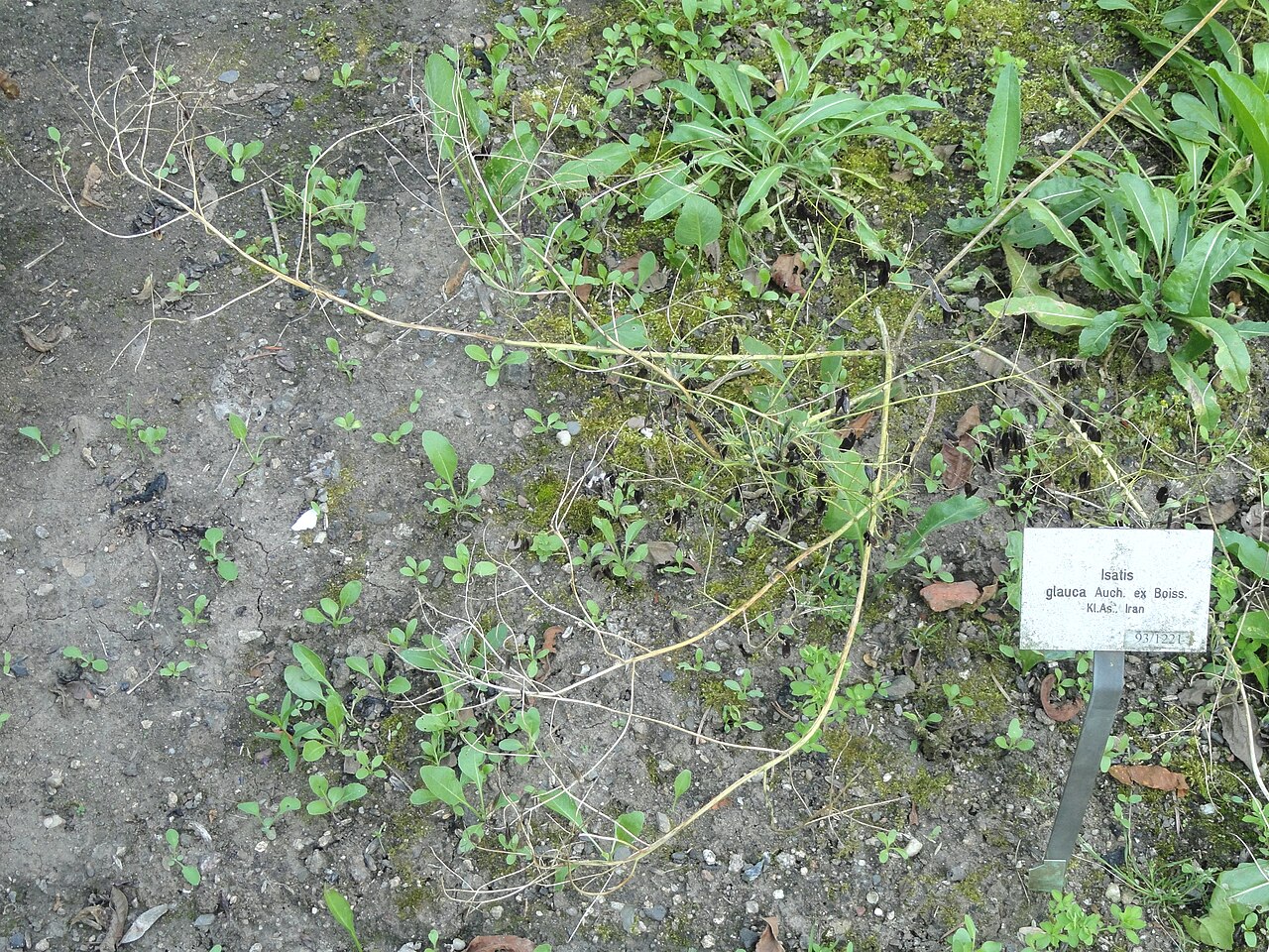 Isatis glauca