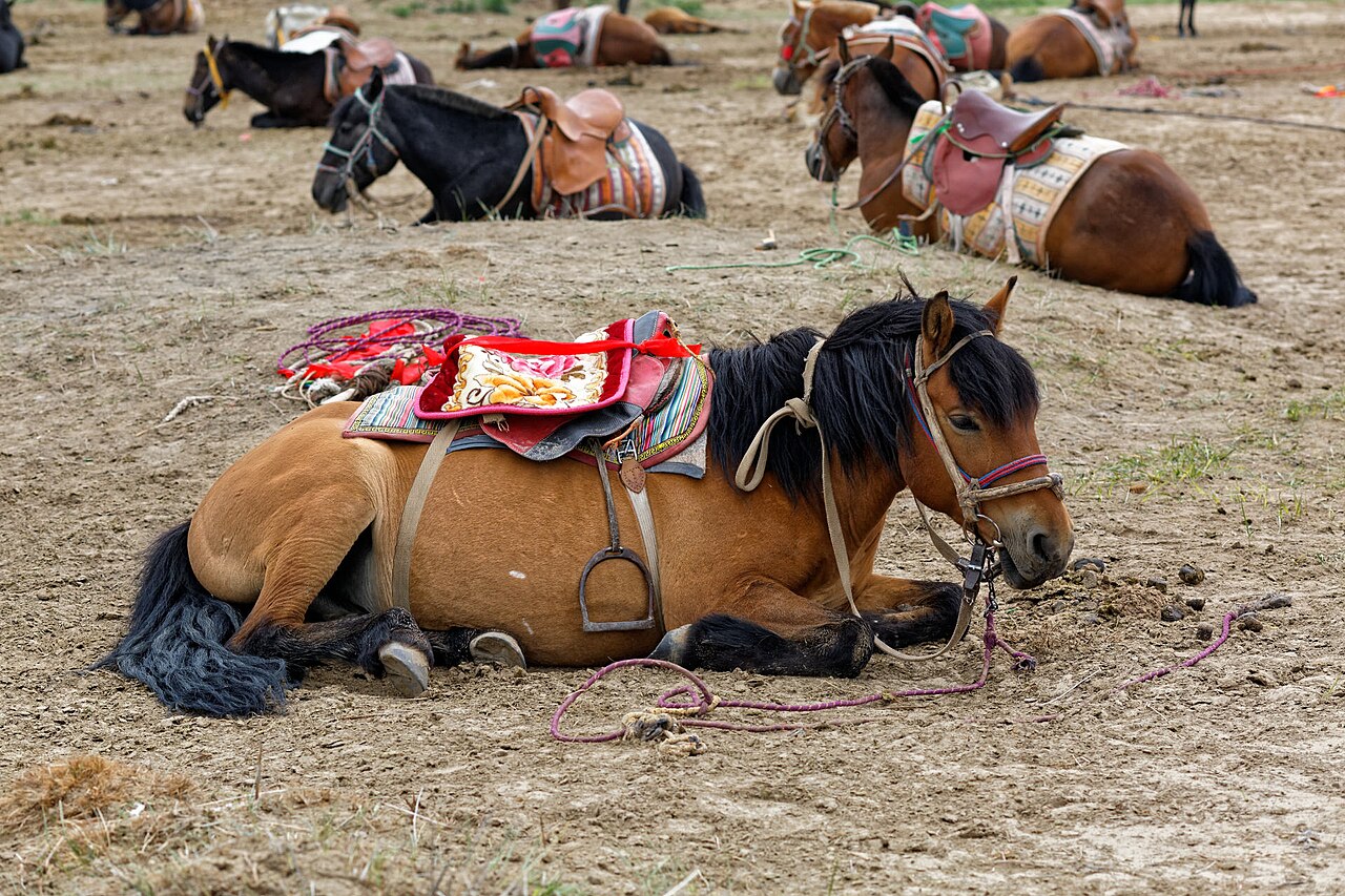 Chinese Mongolian