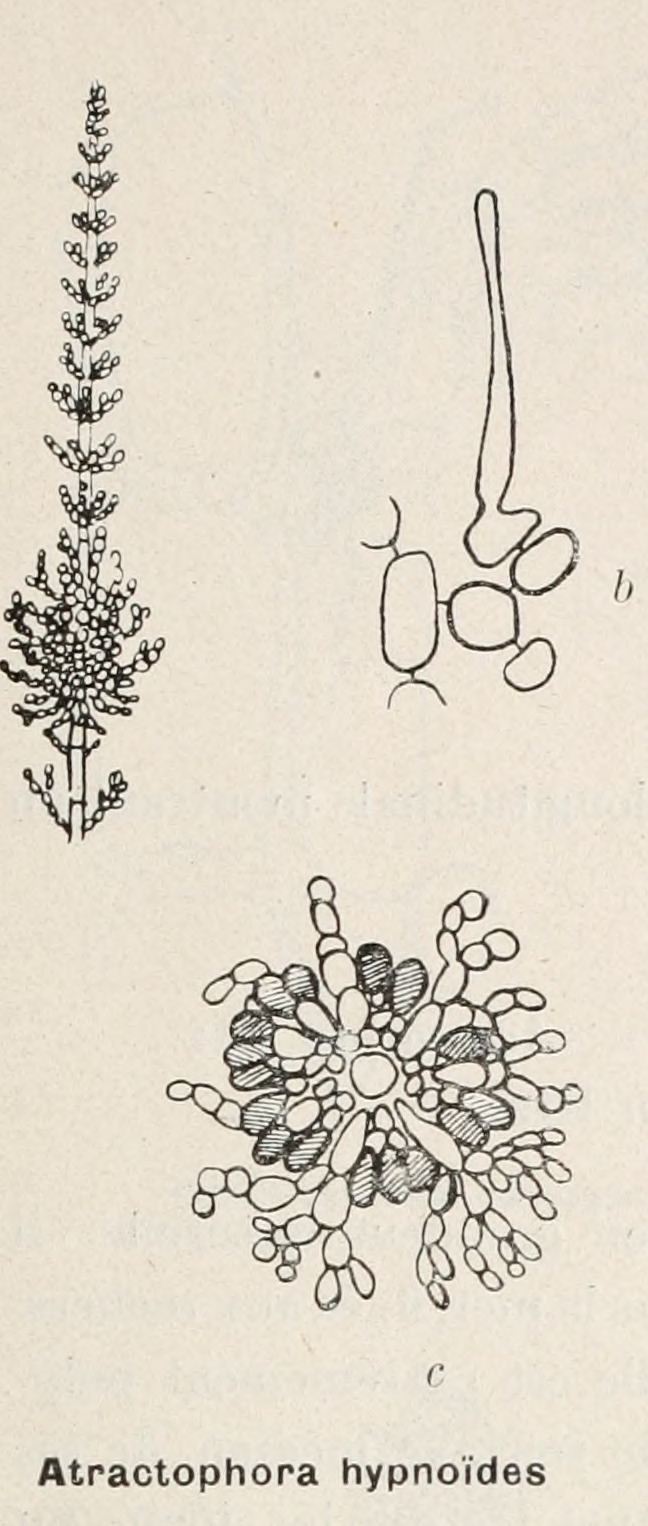 Atractophora hypnoides