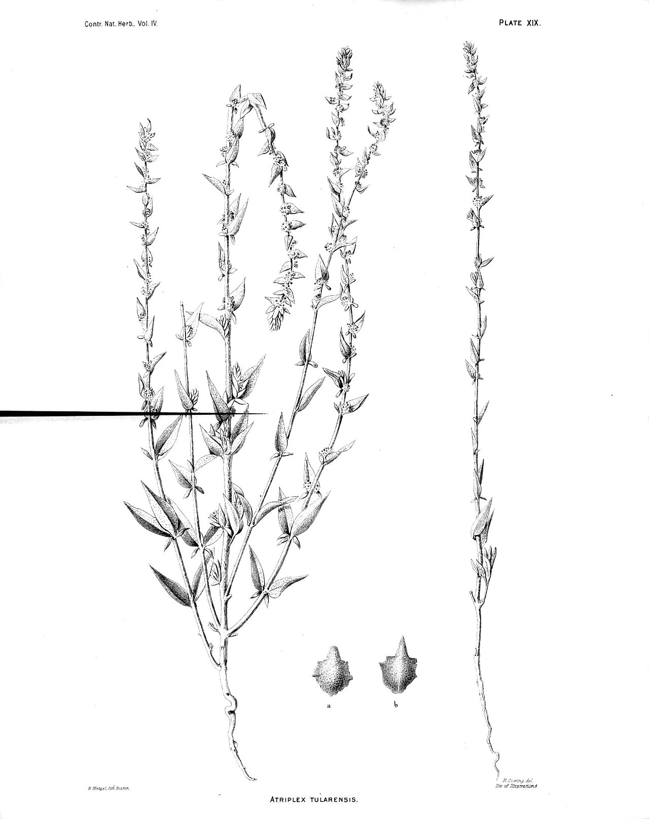 Atriplex tularensis