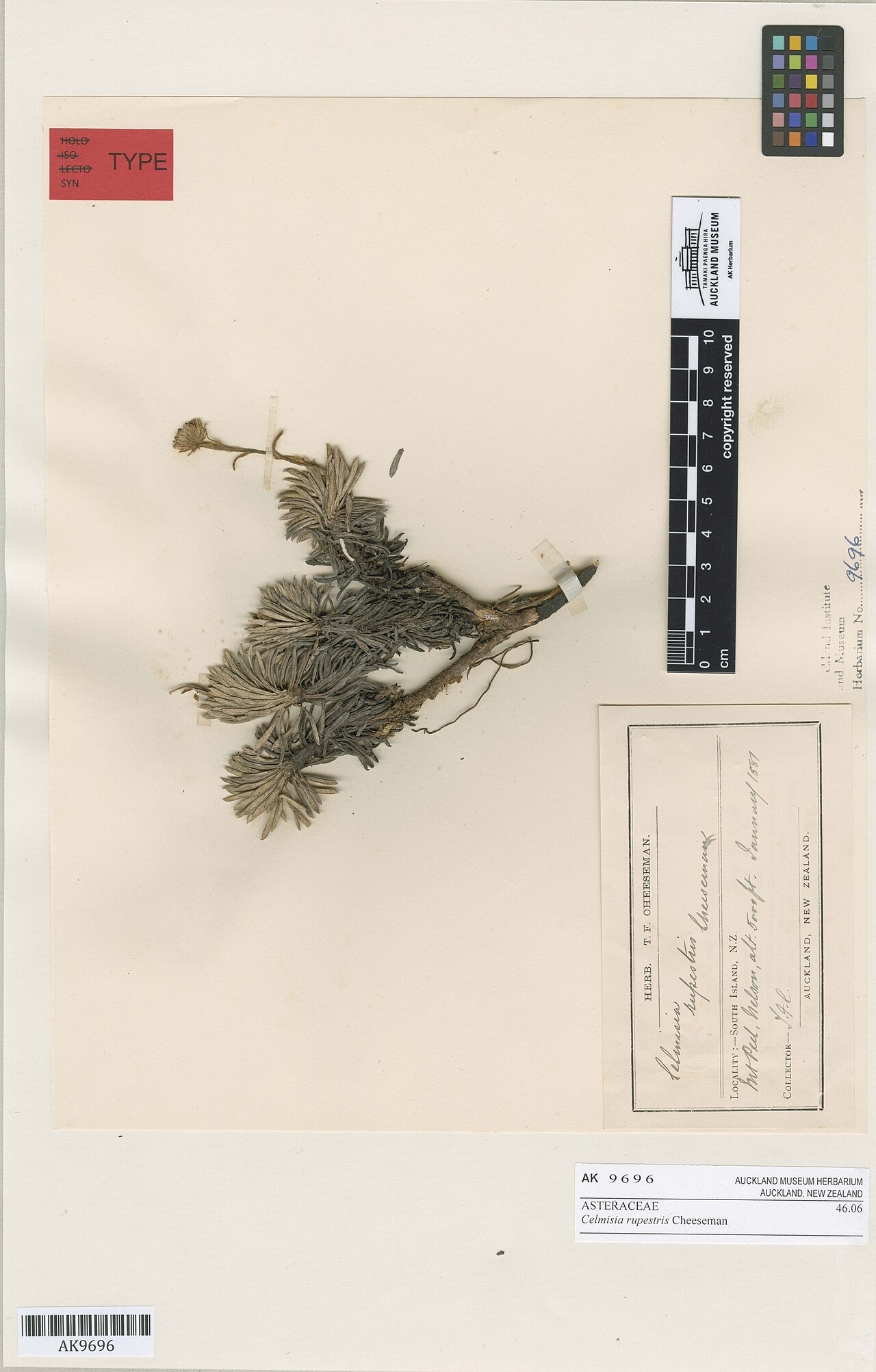 Celmisia rupestris