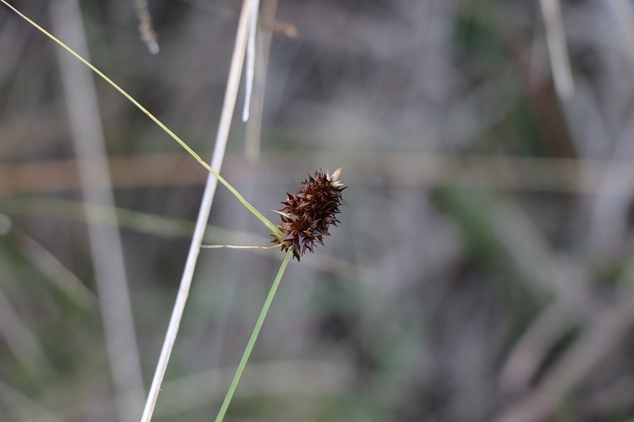Carex uruguensis
