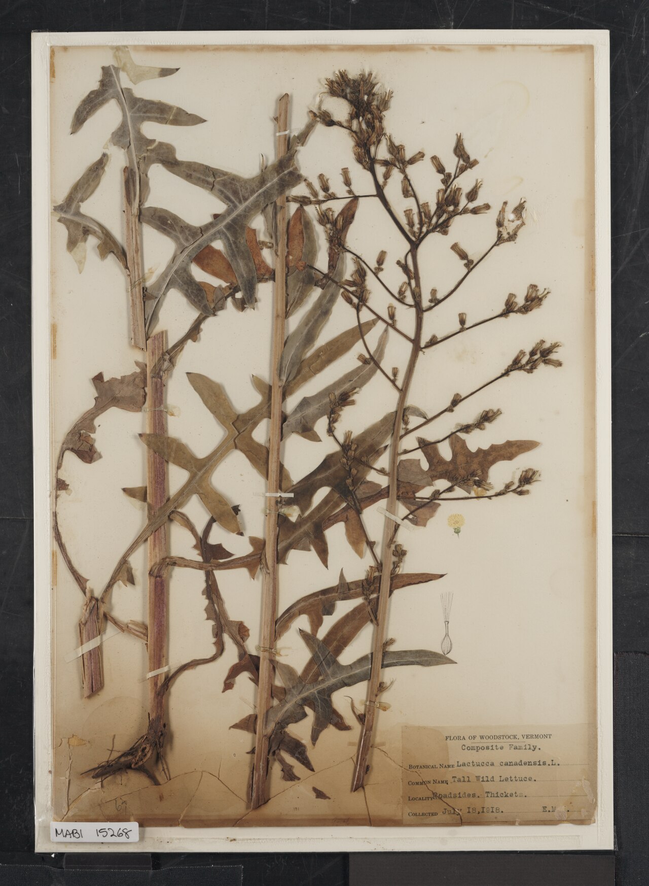 Lactuca canadensis