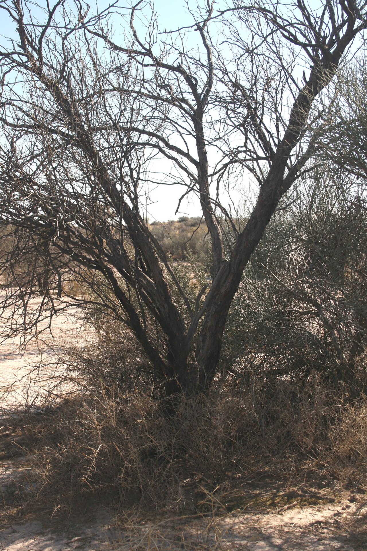 Prosopis flexuosa
