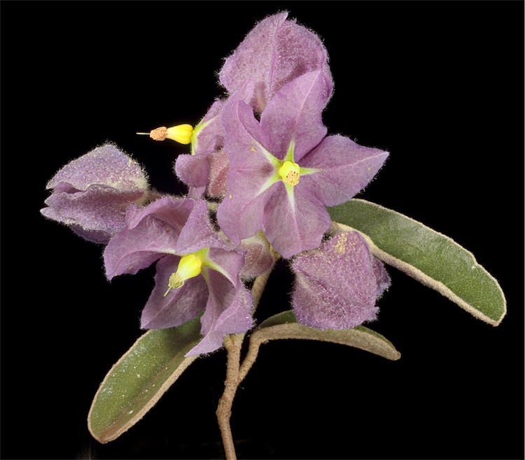 Seringia exastia